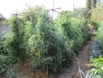 Hauteur des tomates en septembre.jpg