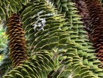 araucaria_04.jpg