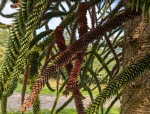 araucaria_03.jpg