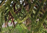 araucaria_02.jpg