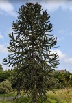 araucaria_01.jpg
