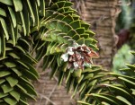 araucaria_07.jpg