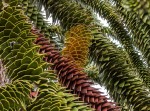 araucaria_06.jpg