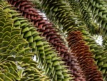 araucaria_05.jpg