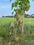 Photo vigne 2