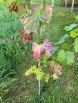 Photo vigne 1