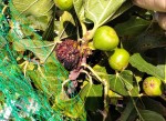 IMG_20240826_figues attaquées par guêpes.jpg