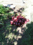 IMG_20240827_134946.png