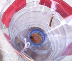 IMG_20240828_Guêpes piégées.jpg