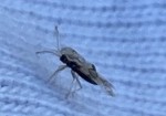 insecte1.jpg