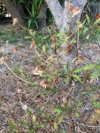 IMG-20240828-WA0033.jpg