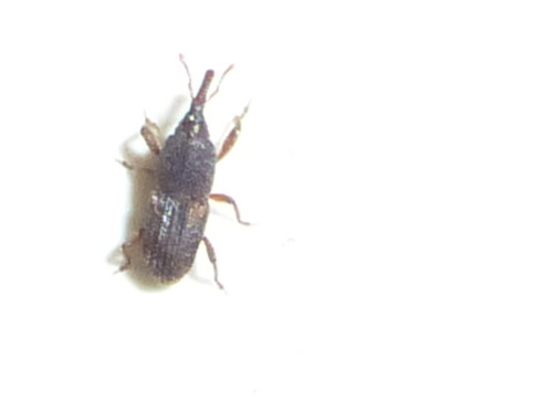 Petit insecte noir.jpg