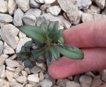 PLANTE INCONNUE.jpg