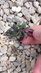PLANTE INCONNUE 2.jpg
