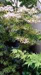 Compress_20240905_170247_7260.jpg