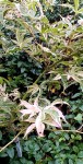Compress_20240905_170642_2231.jpg