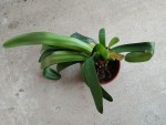clivia 1.jpg