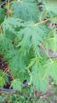 Compress_20240910_091743_3161.jpg