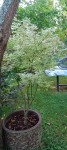 Compress_20240910_091744_4663.jpg