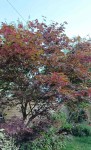 Compress_20240910_090636_6785.jpg