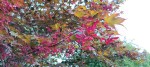Compress_20240910_090635_5399.jpg