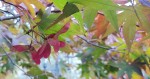 Compress_20240910_090643_3638.jpg