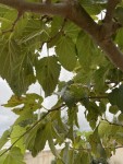 Feuilles murier platane 2_01.JPG