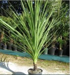 Cordyline australis.jpg