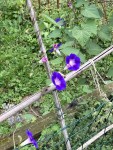 IMG_1332.JPG