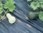 ob_b68db5_sucrine-vs-butternut.jpeg