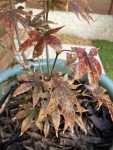 sick acer.jpeg