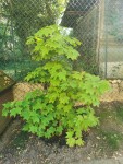 IMG_20220513_185136-compressed.jpg