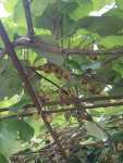 IMG_1020.JPG