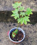 acer-cappadoc-rubrum-R1_240928a.jpg
