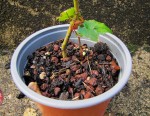 acer-cappadoc-rubrum-R1_240928b.jpg
