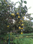 IMG_20240923_133021.png