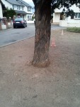 IdentificationArbre1.jpg