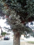 IdentificationArbre2.jpg