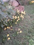 fleurs 2.jpg