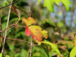 acer-gris01_241004a.jpg
