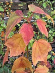 Div-Acer_240929b.jpg