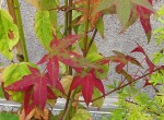 acer-elegantulum_241004a.jpg
