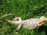 lezard 003.JPG