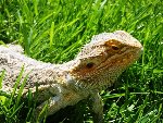 lezard 002.JPG