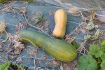 IMG_1788.jpeg