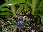 fleur bleue.JPG