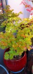 Compress_20241011_113817_7686.jpg