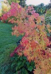 Compress_20241011_113820_0187.jpg