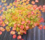 Compress_20241011_113825_5027.jpg