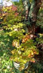 Compress_20241011_113822_2861.jpg